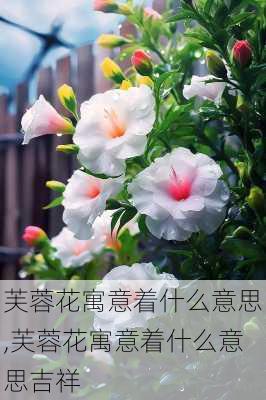 芙蓉花寓意着什么意思,芙蓉花寓意着什么意思吉祥