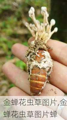 金蝉花虫草图片,金蝉花虫草图片蝉