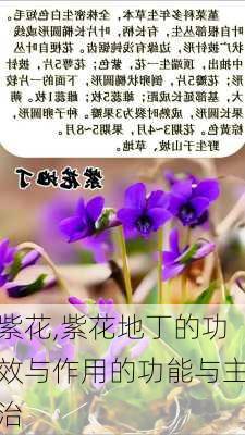 紫花,紫花地丁的功效与作用的功能与主治