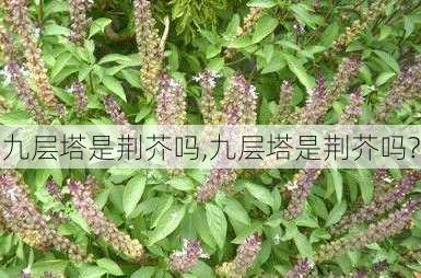 九层塔是荆芥吗,九层塔是荆芥吗?