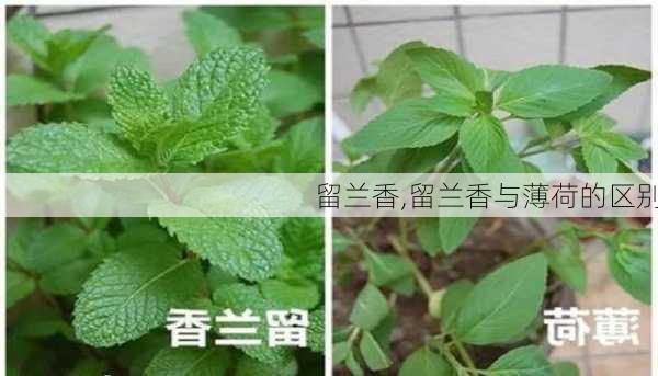 留兰香,留兰香与薄荷的区别-第2张图片-花卉百科