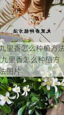 九里香怎么种植方法,九里香怎么种植方法图片-第1张图片-花卉百科