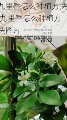 九里香怎么种植方法,九里香怎么种植方法图片-第3张图片-花卉百科