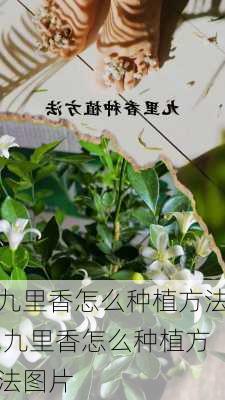 九里香怎么种植方法,九里香怎么种植方法图片-第2张图片-花卉百科