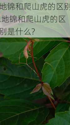 地锦和爬山虎的区别,地锦和爬山虎的区别是什么?