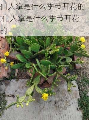 仙人掌是什么季节开花的,仙人掌是什么季节开花的