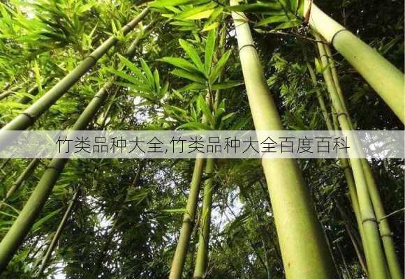 竹类品种大全,竹类品种大全百度百科-第2张图片-花卉百科