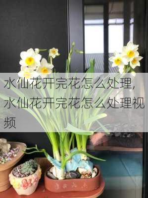 水仙花开完花怎么处理,水仙花开完花怎么处理视频