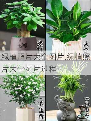 绿植照片大全图片,绿植照片大全图片过程