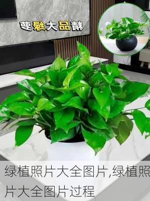 绿植照片大全图片,绿植照片大全图片过程-第3张图片-花卉百科