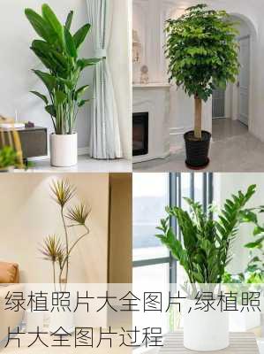 绿植照片大全图片,绿植照片大全图片过程-第2张图片-花卉百科