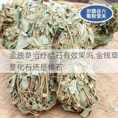 金钱草治疗结石有效果吗,金钱草是化石还是排石-第1张图片-花卉百科