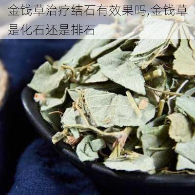 金钱草治疗结石有效果吗,金钱草是化石还是排石-第2张图片-花卉百科