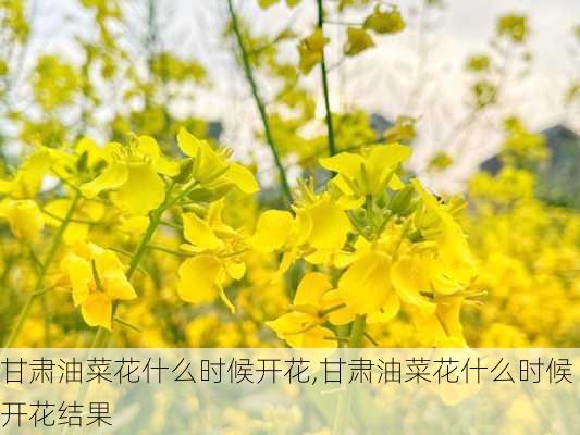 甘肃油菜花什么时候开花,甘肃油菜花什么时候开花结果-第1张图片-花卉百科