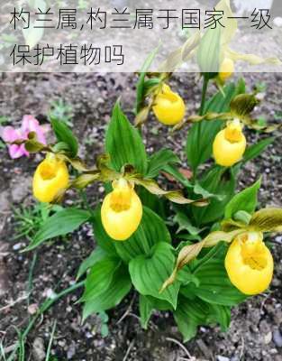 杓兰属,杓兰属于国家一级保护植物吗