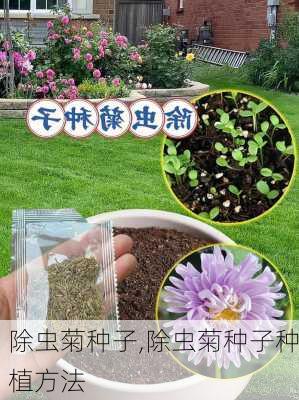 除虫菊种子,除虫菊种子种植方法-第1张图片-花卉百科