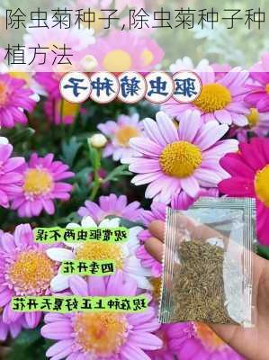 除虫菊种子,除虫菊种子种植方法-第2张图片-花卉百科