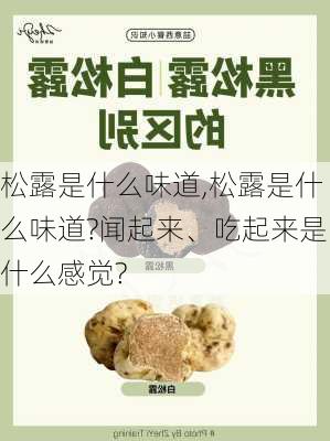 松露是什么味道,松露是什么味道?闻起来、吃起来是什么感觉?