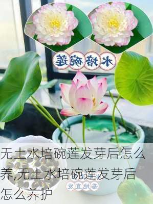 无土水培碗莲发芽后怎么养,无土水培碗莲发芽后怎么养护