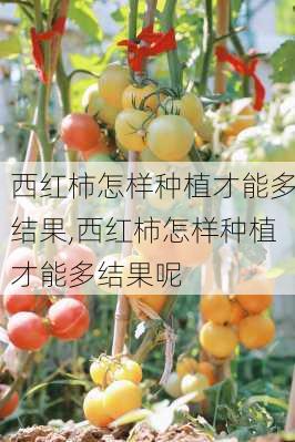 西红柿怎样种植才能多结果,西红柿怎样种植才能多结果呢