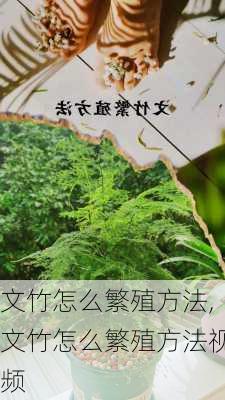 文竹怎么繁殖方法,文竹怎么繁殖方法视频