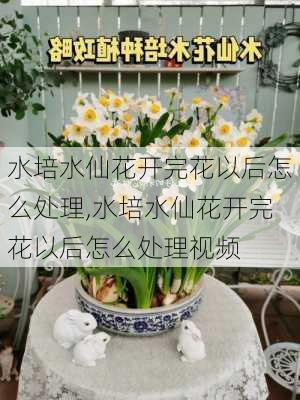 水培水仙花开完花以后怎么处理,水培水仙花开完花以后怎么处理视频