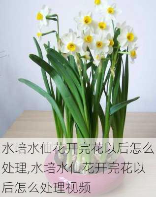 水培水仙花开完花以后怎么处理,水培水仙花开完花以后怎么处理视频-第2张图片-花卉百科