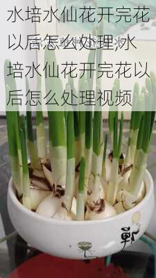 水培水仙花开完花以后怎么处理,水培水仙花开完花以后怎么处理视频-第3张图片-花卉百科