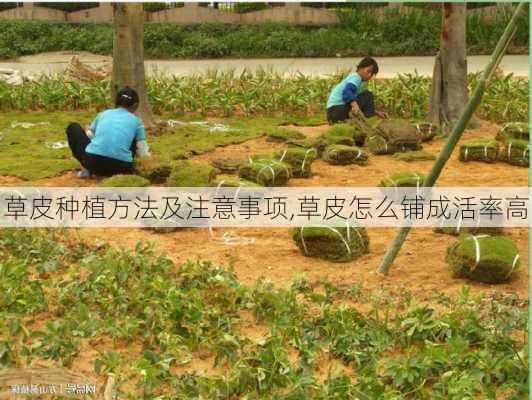 草皮种植方法及注意事项,草皮怎么铺成活率高