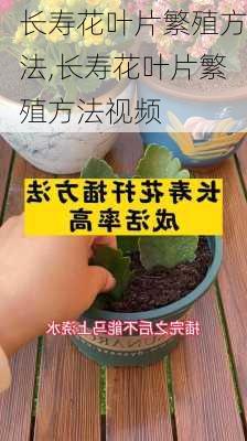 长寿花叶片繁殖方法,长寿花叶片繁殖方法视频