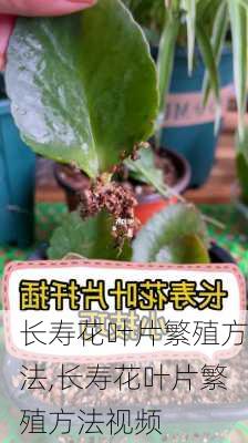 长寿花叶片繁殖方法,长寿花叶片繁殖方法视频-第2张图片-花卉百科