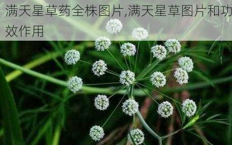 满天星草药全株图片,满天星草图片和功效作用-第2张图片-花卉百科