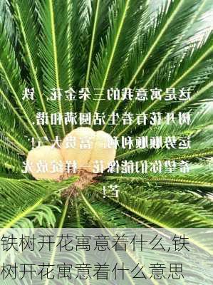 铁树开花寓意着什么,铁树开花寓意着什么意思