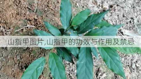 山指甲图片,山指甲的功效与作用及禁忌-第3张图片-花卉百科