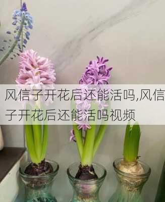 风信子开花后还能活吗,风信子开花后还能活吗视频-第2张图片-花卉百科