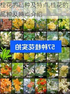 桂花的品种及特点,桂花的品种及特点介绍