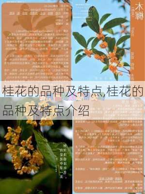 桂花的品种及特点,桂花的品种及特点介绍-第3张图片-花卉百科