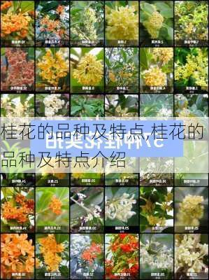 桂花的品种及特点,桂花的品种及特点介绍-第2张图片-花卉百科