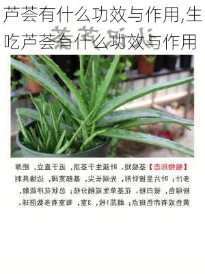 芦荟有什么功效与作用,生吃芦荟有什么功效与作用-第3张图片-花卉百科