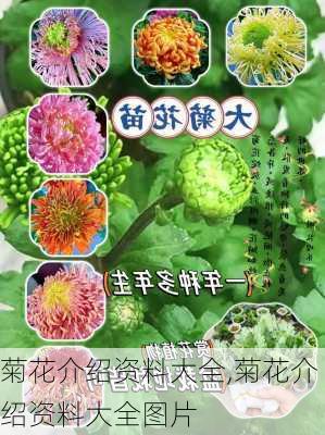 菊花介绍资料大全,菊花介绍资料大全图片-第2张图片-花卉百科