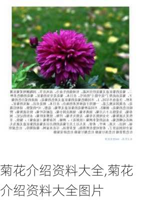 菊花介绍资料大全,菊花介绍资料大全图片-第3张图片-花卉百科