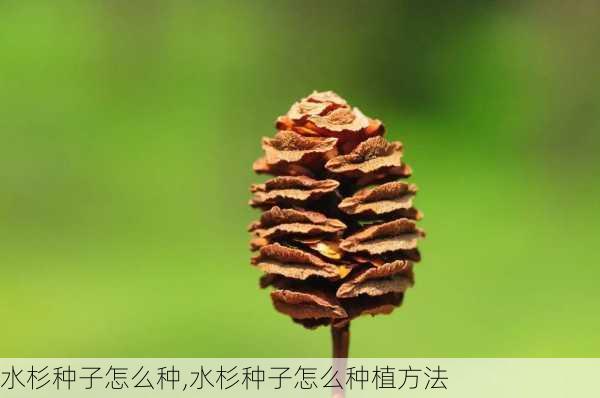 水杉种子怎么种,水杉种子怎么种植方法-第1张图片-花卉百科