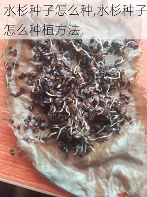 水杉种子怎么种,水杉种子怎么种植方法-第2张图片-花卉百科